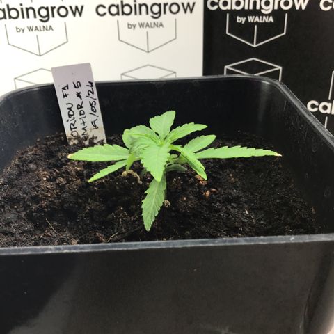 MHOR #5 growlog timeline photo