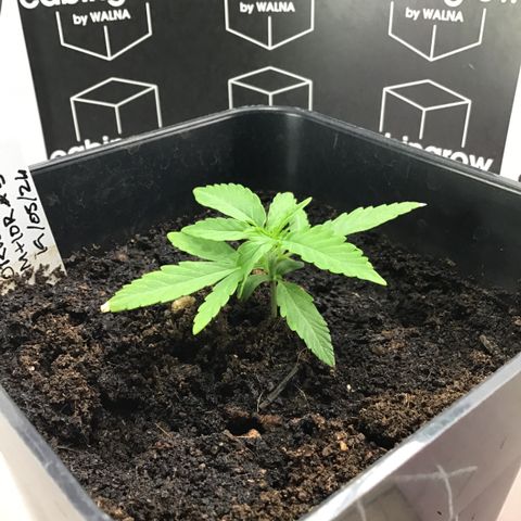 MHOR #5 growlog timeline photo