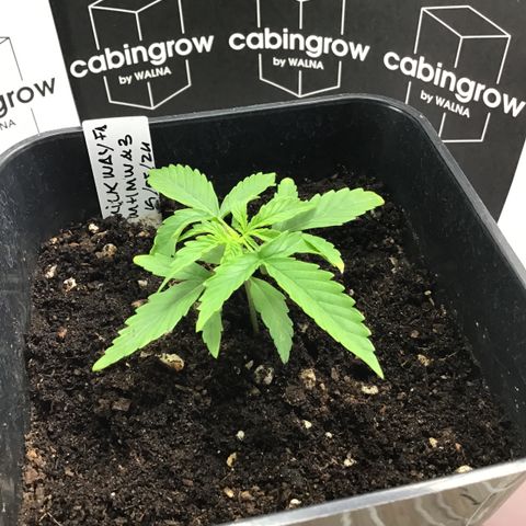 MHMW #3 growlog timeline photo