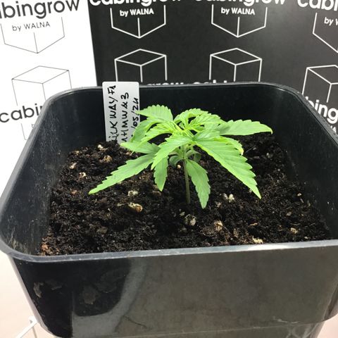 MHMW #3 growlog timeline photo