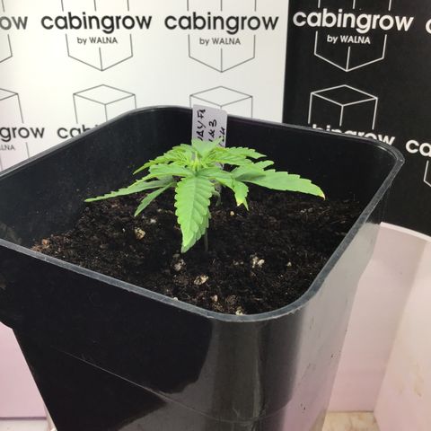 MHMW #3 growlog timeline photo