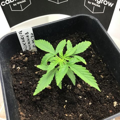 MHMW #3 growlog timeline photo