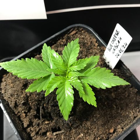 WABC #4 growlog timeline photo
