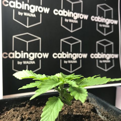 WABC #4 growlog timeline photo