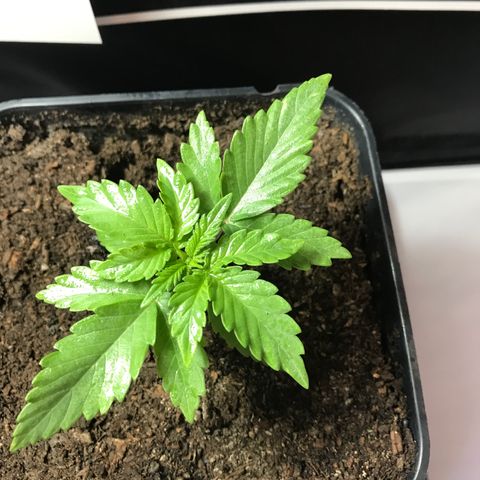 WABC #4 growlog timeline photo