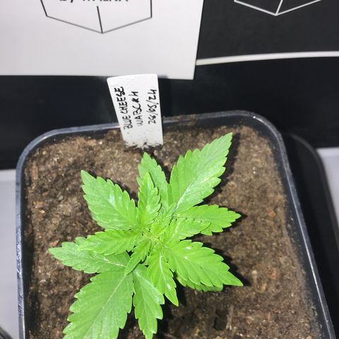 WABC #4 growlog timeline photo
