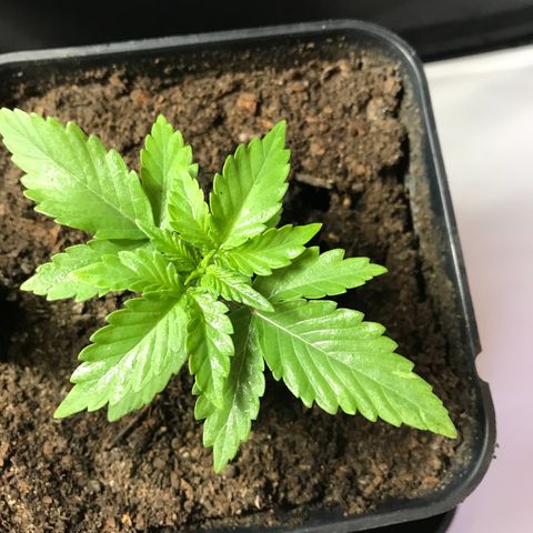 WABC #4 growlog timeline photo
