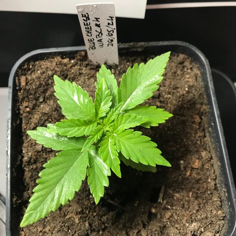 WABC #4 growlog timeline photo