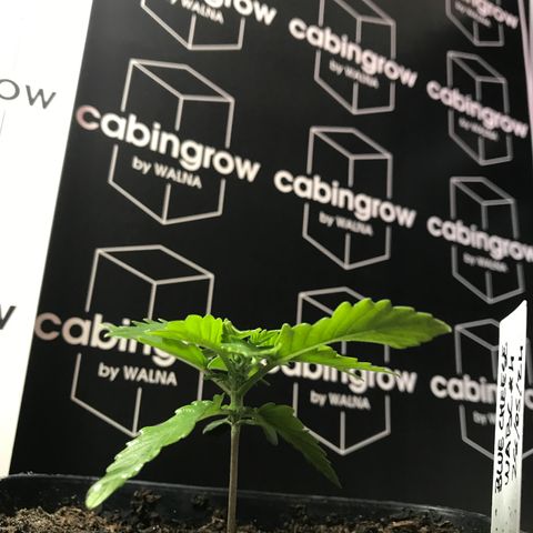 WABC #4 growlog timeline photo
