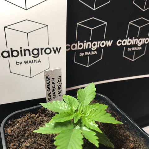 WABC #4 growlog timeline photo