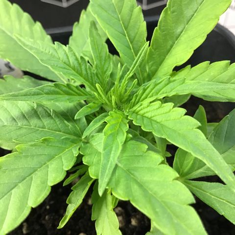 MHOR #5 growlog timeline photo