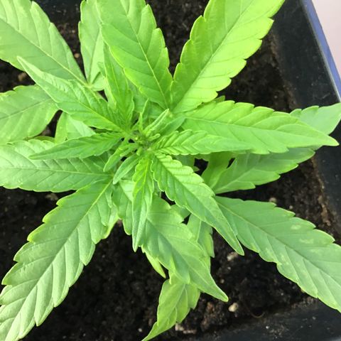 MHOR #5 growlog timeline photo