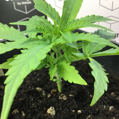 MHOR #5 growlog timeline photo