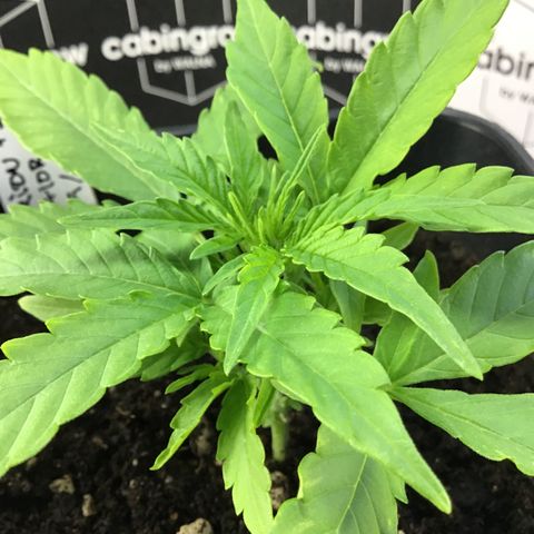 MHOR #5 growlog timeline photo