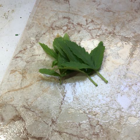 MHOR #5 growlog timeline photo