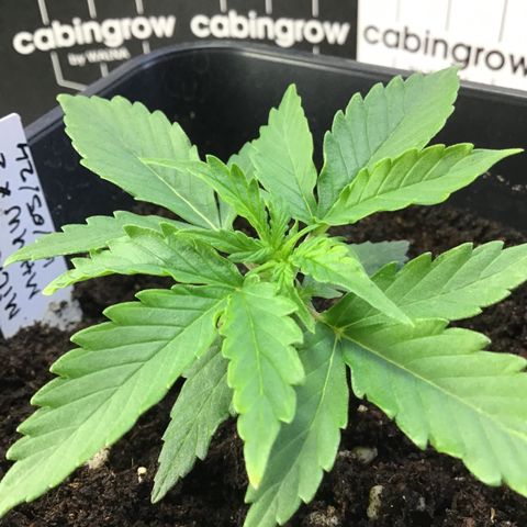 MHMW #2 growlog timeline photo