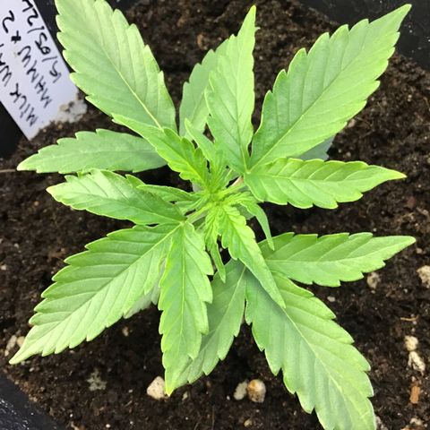 MHMW #2 growlog timeline photo