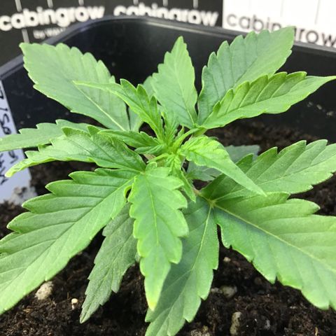 MHMW #2 growlog timeline photo