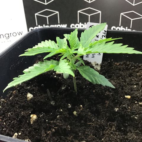 MHMW #2 growlog timeline photo