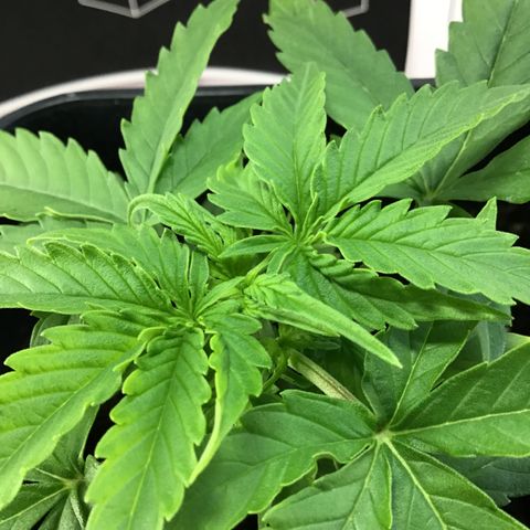 MHMW #3 growlog timeline photo