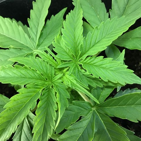 MHMW #3 growlog timeline photo