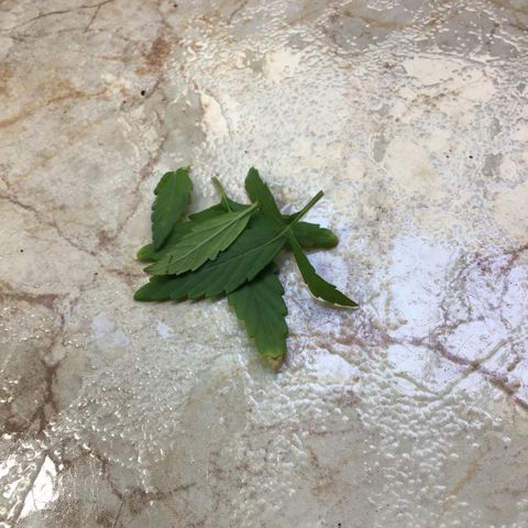 MHMW #3 growlog timeline photo