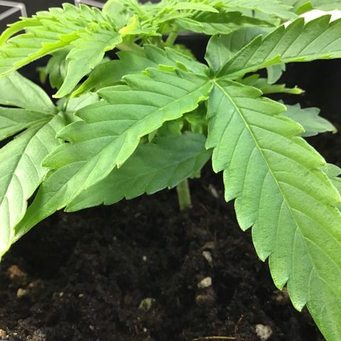 MHMW #3 growlog timeline photo