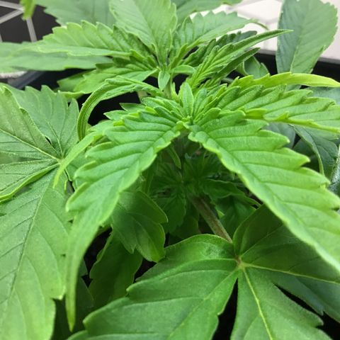 MHMW #3 growlog timeline photo