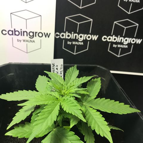 WABC #4 growlog timeline photo