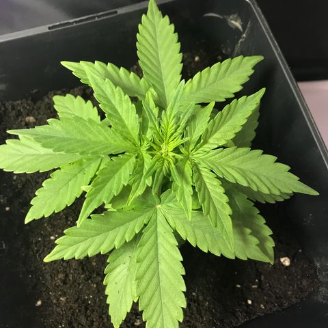 WABC #4 growlog timeline photo