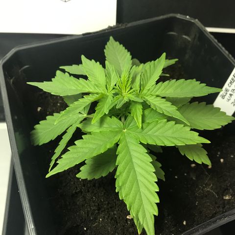WABC #4 growlog timeline photo