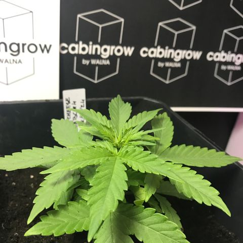 WABC #4 growlog timeline photo