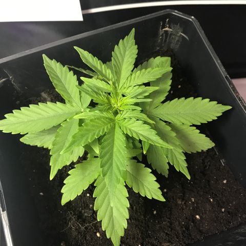 WABC #4 growlog timeline photo