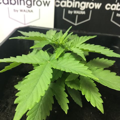WABC #4 growlog timeline photo