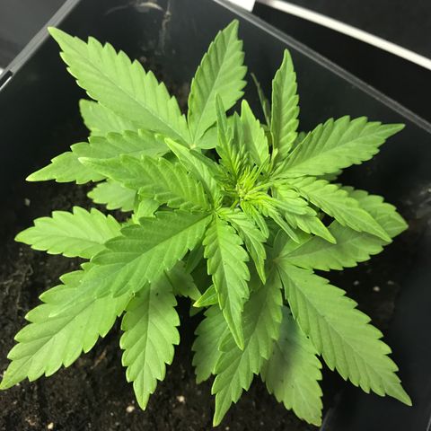WABC #4 growlog timeline photo
