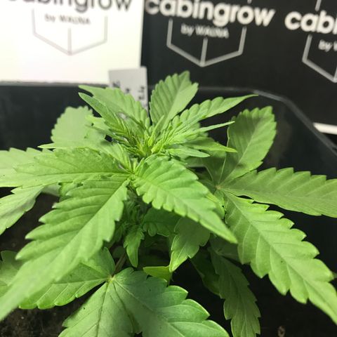 WABC #4 growlog timeline photo