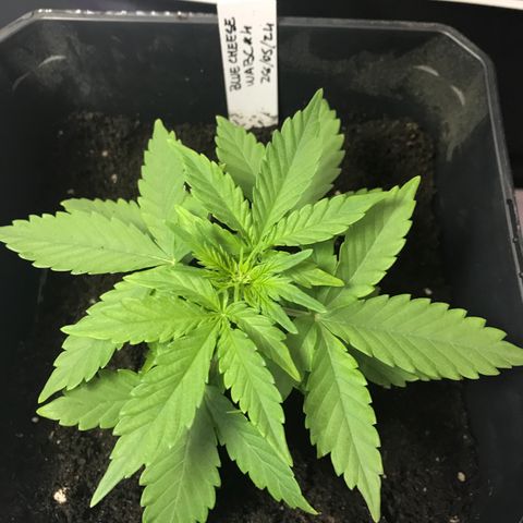 WABC #4 growlog timeline photo