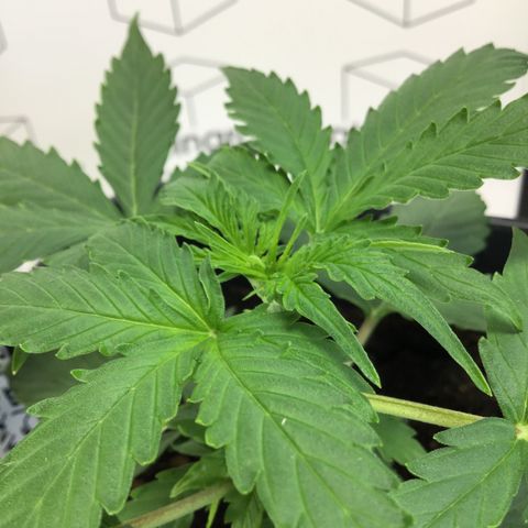 MHMW #2 growlog timeline photo