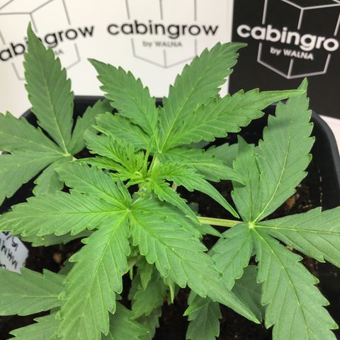 MHMW #2 growlog timeline photo
