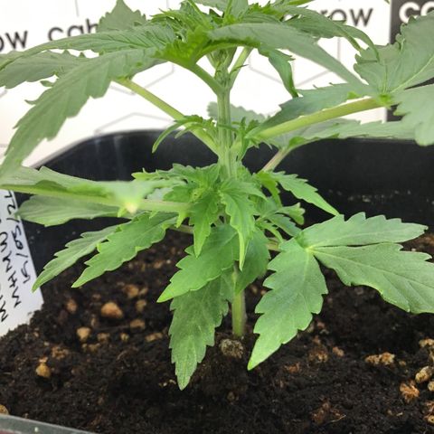 MHMW #2 growlog timeline photo