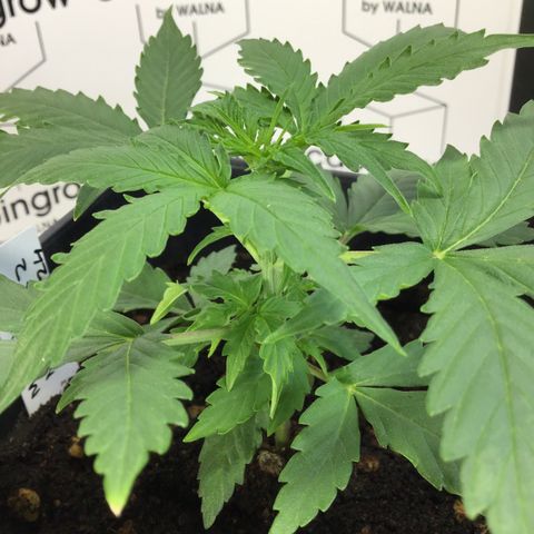 MHMW #2 growlog timeline photo