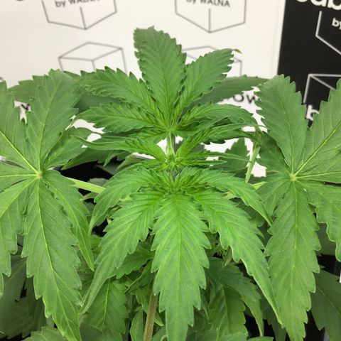 MHMW #3 growlog timeline photo