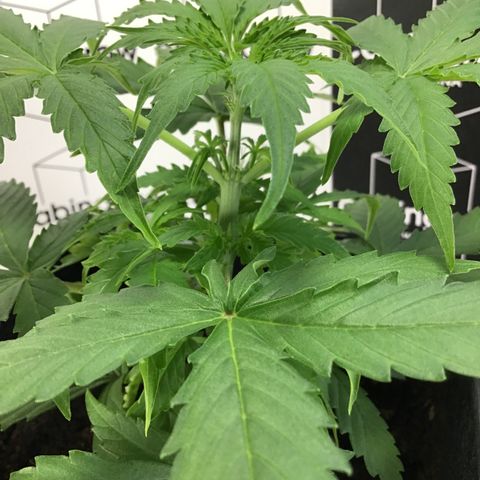 MHMW #3 growlog timeline photo