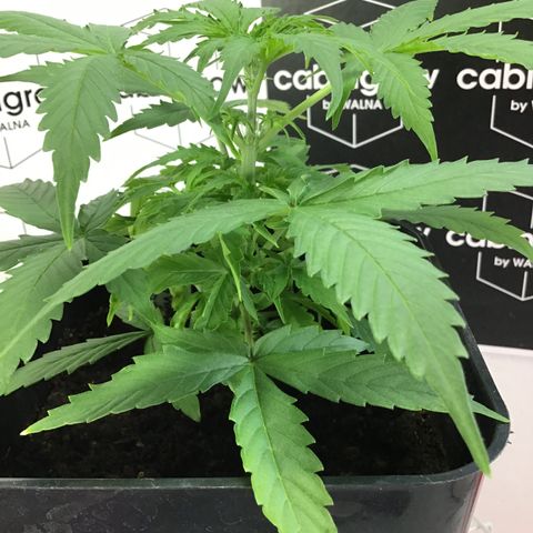 MHMW #3 growlog timeline photo