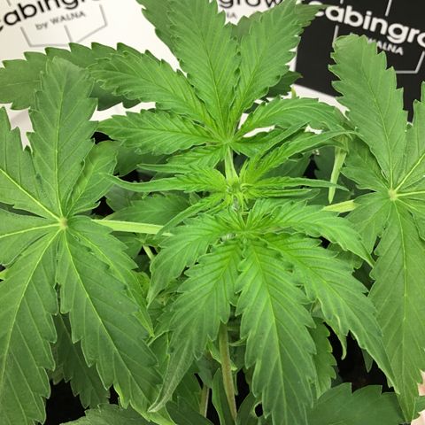 MHMW #3 growlog timeline photo