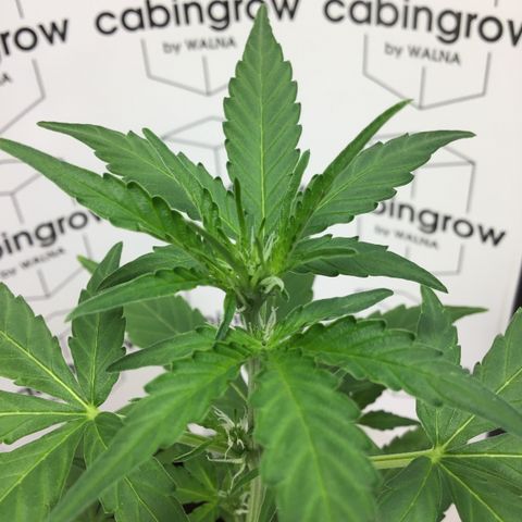 MHOR #5 growlog timeline photo