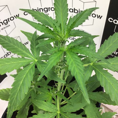 MHOR #5 growlog timeline photo