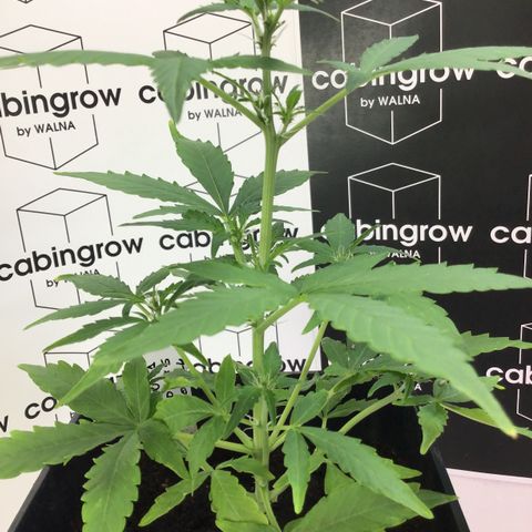 MHOR #5 growlog timeline photo