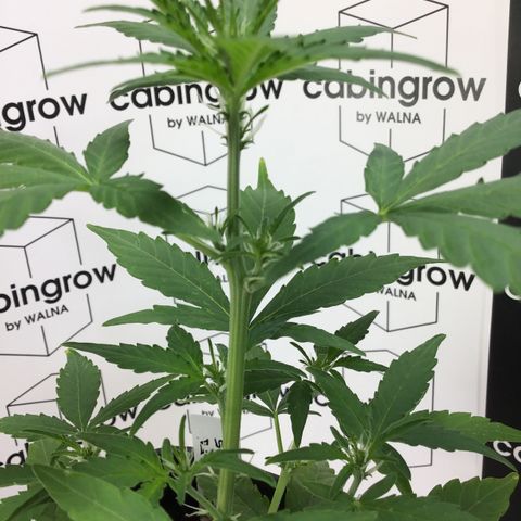 MHOR #5 growlog timeline photo