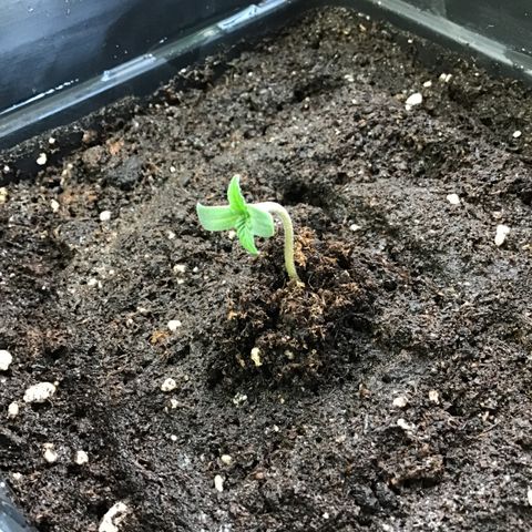 MAGDP #2 growlog timeline photo